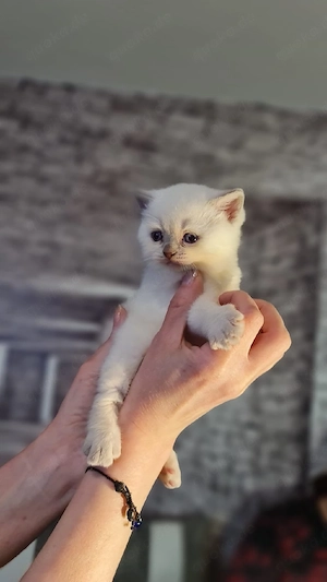 BKH Kitten Bild 2