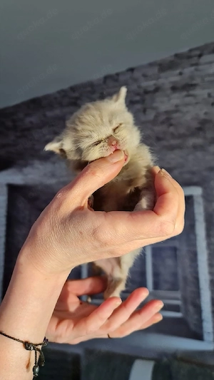 BKH Kitten Bild 7