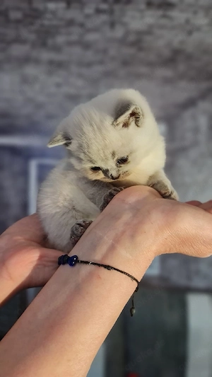 BKH Kitten Bild 4