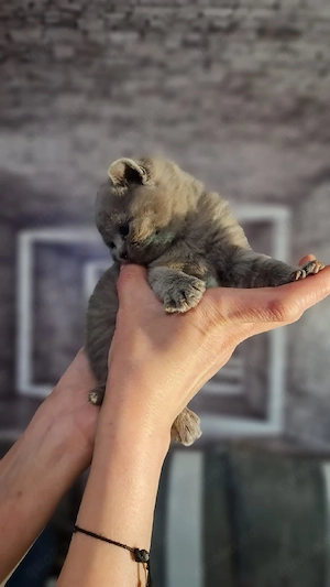 BKH Kitten Bild 6