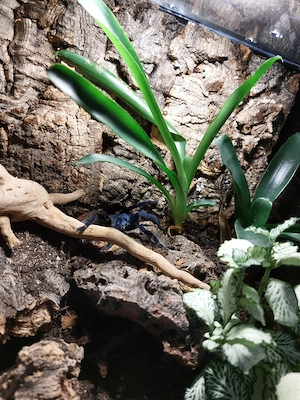 Pterinopelma sazimai subadult 0.1.0