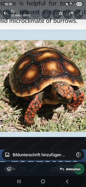 ich such nach ein köhlerschildkröte 