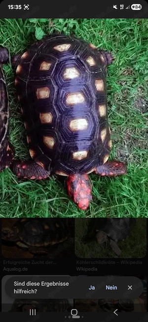 Ich bin auf der such nach köhlerschildkröte 