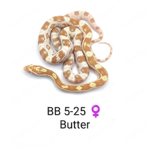 Kornnatter Butter 66% pos. het. Cinder NZ25 