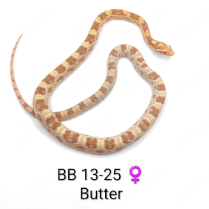 Kornnatter Butter 66% pos. het. Cinder NZ25 