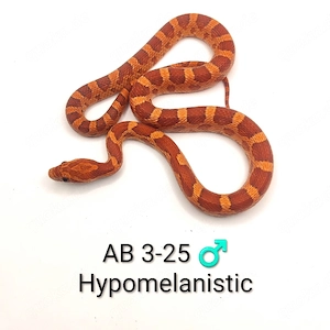 Kornnatter Bloodred, Hypomelanistic und Wildfarben NZ 25