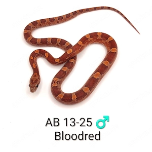 Kornnatter Bloodred, Hypomelanistic und Wildfarben NZ 25