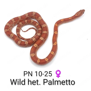 Kornnatter NZ 25 Wild het. Palmetto 