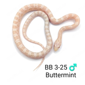 Kornnatter Buttermint NZ 25   Bild 3