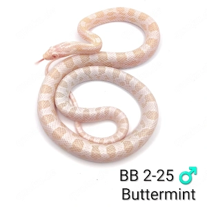Kornnatter Buttermint NZ 25  