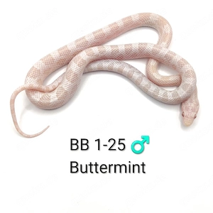 Kornnatter Buttermint NZ 25   Bild 2