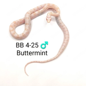 Kornnatter Buttermint NZ 25   Bild 4