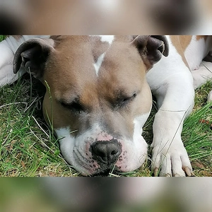 In guten Händen abzugeben 