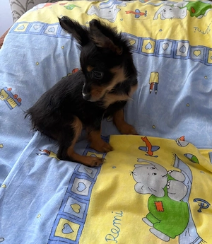  Süßen Russische Toy Terrier Langhaar Welpen, geboren am 22.01.2026, suchen ein liebevolles Zuhause.