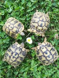 Griechische Landschildkröten