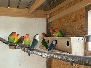 Agaporniden - Gruppe 