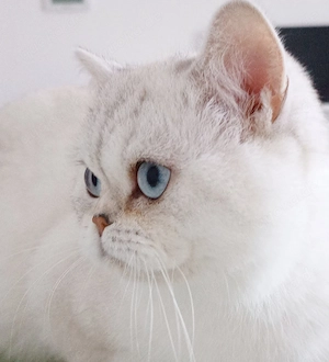 Junger Schmusekater (BKH) abzugeben - nicht kastriert