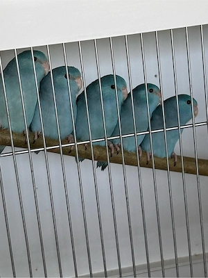 Zur Abgabe: junge Sperlingspapageien