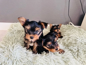 Mini Yorkshire Terrier Welpen   3 Jungen suchen liebevolles Zuhause   geimpft & gechipt