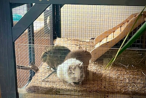 Degus 2 unkastrierte Böcke (3 Jahre alt) und-oder 1 unkastrierter Bock abzugeben-zu tauschen