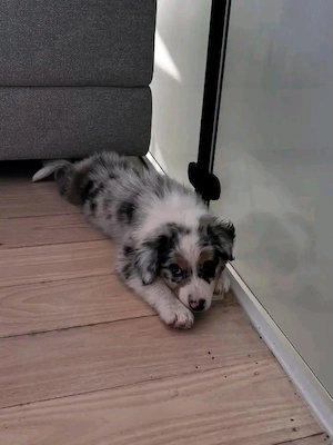 Australian-Shepherd-Welpe sucht ein Zuhause für immer.
