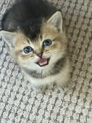 Süße Britisch Kurzhaar Kitten suchen ein liebevolles Zuhause   