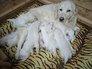 Golden Retriever Welpen 