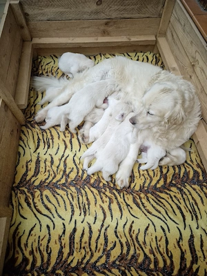 Golden Retriever Welpen 