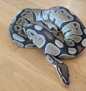 0.1  Classic Königspython, Python Regius