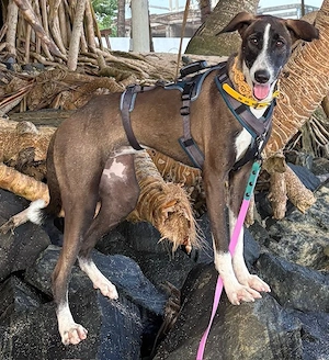 Amara eine sportliche treue Seele, wartet am Ammersee auf Dich
