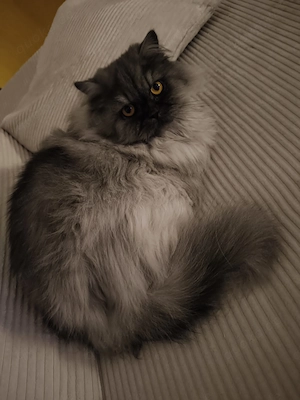 Langhaar - Perser Mix kastriert