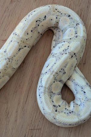 1.0 Banana Coral Gloew Königspython, Python Regius