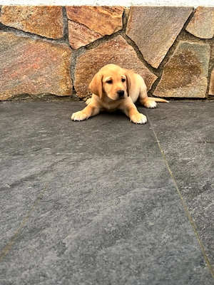 Labrador Welpen suchen liebes Zuhause 