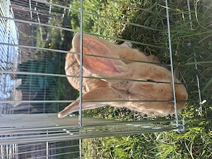 Deutscher Riese Mix Hase  Bild 5