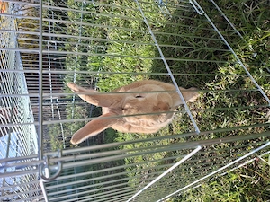 Deutscher Riese Mix Hase  Bild 2