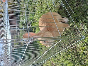 Deutscher Riese Mix Hase  Bild 3