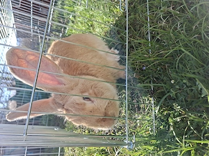 Deutscher Riese Mix Hase  Bild 4