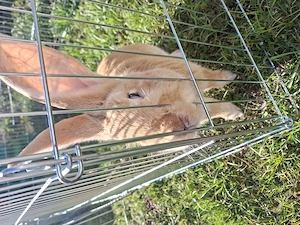 Deutscher Riese Mix Hase 