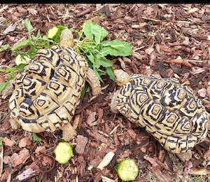 ich suche nach ein Pantherschildkröte 