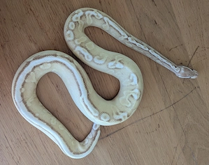 0.1 Super Pastel Königspython, Python Regius