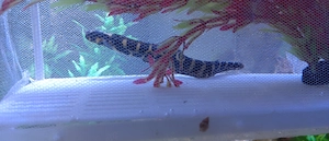 Weißstreifen Aal Grundel 