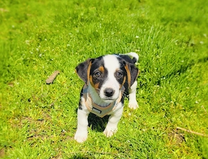 Cosmo sucht ein Zuhause 