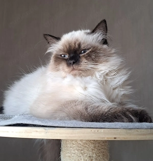 Neva masquerade sibirische weiblich Katze