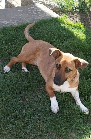 kleine, süße, junge Hündin "Katinka" sucht ein liebevolles Zuhause