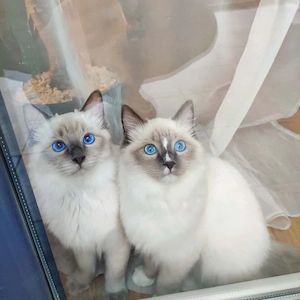 Ragdoll-Kätzchen (männlich und weiblich)