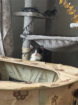 Wunderschöne Kitten 