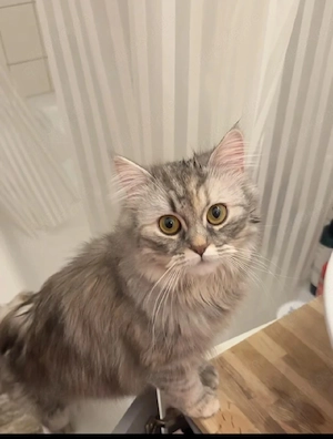 2 Perser Katzen (Geschwister, 11 Monate) nur zusammen abzugeben