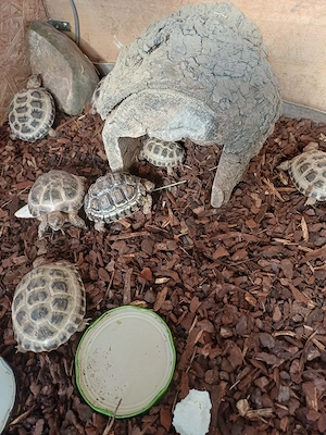 Vierzehenschildkröte 