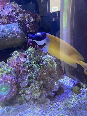 Fuchsgesicht Gelb abzugeben Meerwasser