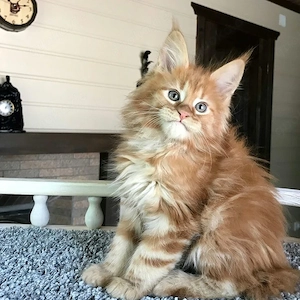 Entwurmte männliche und weibliche Maine-Coon-Kätzchen